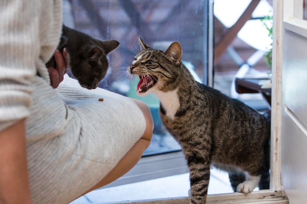 Bei der Vergesellschaftung von Katzen sollten sich Katzenhalter nicht gleich von Fauchen einschüchtern lassen. Das ist für die Durchschnittskatze eine normale Reaktion.