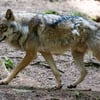 Wölfe sind ein großes Aufregerthema in Sachsen-Anhalt. Der Naturschutzbund hat eine klare Haltung.