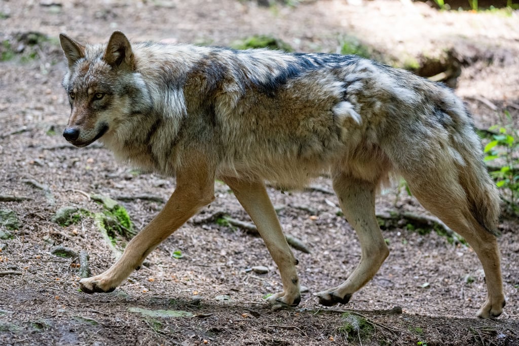 Wölfe sind ein großes Aufregerthema in Sachsen-Anhalt. Der Naturschutzbund hat eine klare Haltung.