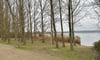 Blick auf den so genannten Hundestrand des Niegripper Sees mit Pappeln. Entstehen dort Reisemobil-Stellplätze?