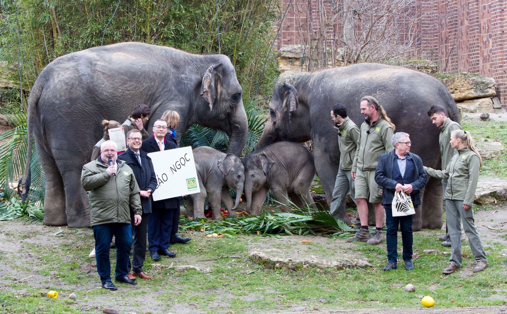 Das Elefantenjunge im Zoo Leipzig bekommt seinen Namen vom vietnamesischen Botschafter in Deutschland.