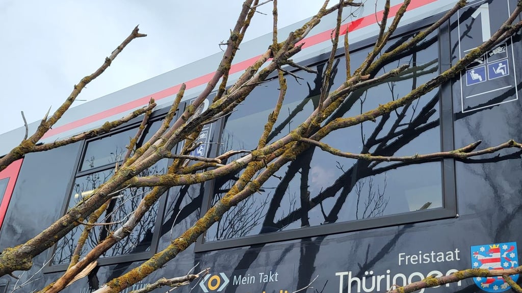 Ein Regionalzug fuhr bei Nienburg auf Höhe Eisenbahnbrücke gegen einen Baum.