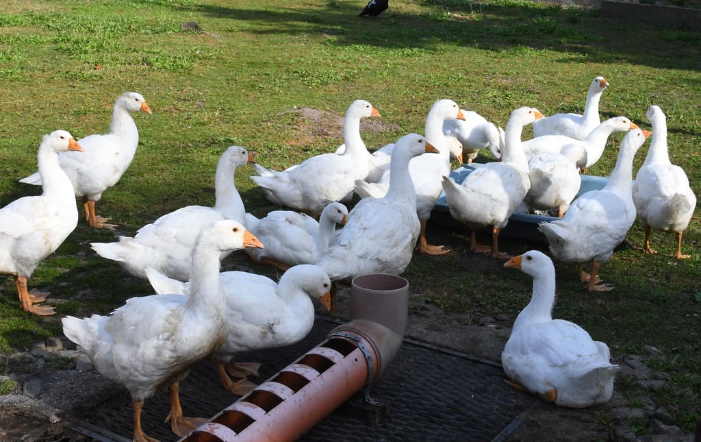 Vom Leben auf der Wiese muss sich das Geflügel in vier Gardelegener Ortschaften erstmal verabschieden.