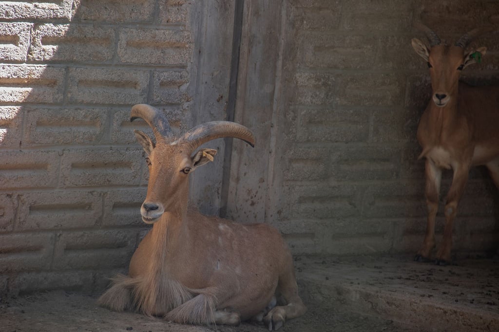 Im Taco gelandet? Auf Anweisung des Direktors eines südmexikanischen Zoos sollen vier Zwergziegen geschlachtet worden sein - und es sind nicht die einzigen Tiere, die unter mysteriösen Umständen verschwunden sind.