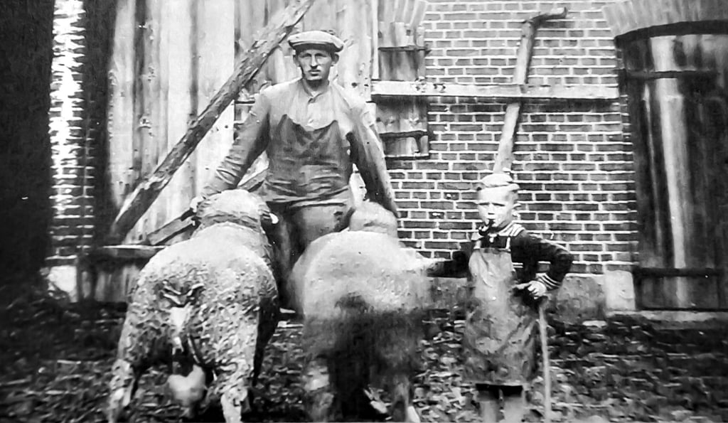 Schäfermeister Wilhelm Quandt und sein Sohn Ulrich mit den beiden „schlauen“ Schafsböcken vor ihrem Stall in Weteritz.