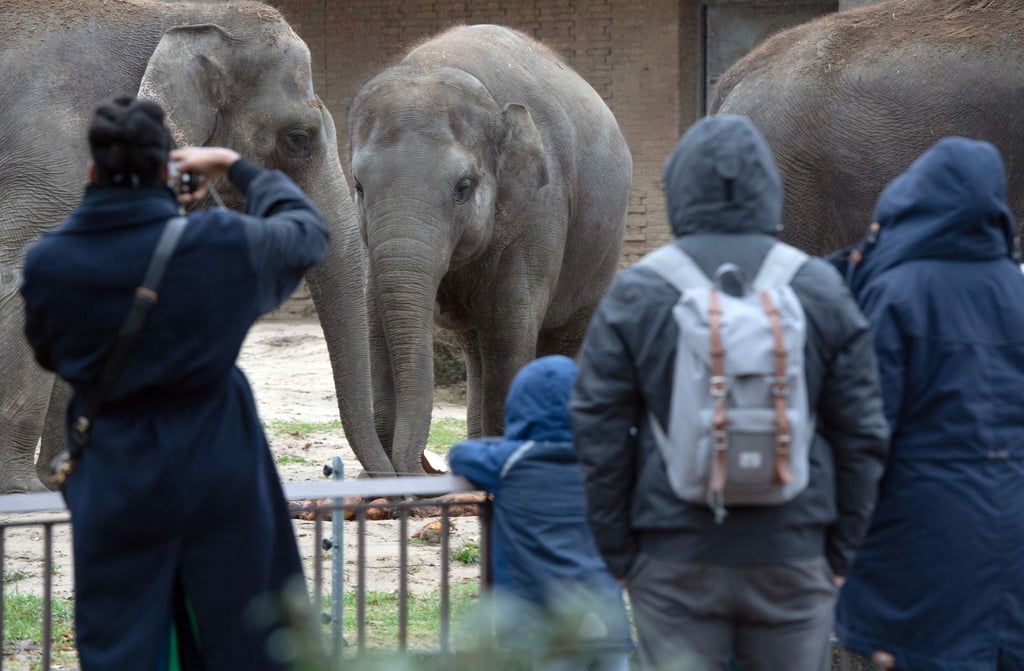 Besucherinnen und Besucher beobachten im Zoo die Elefanten.