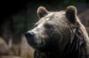 Grizzlybären könnten ihren Status als gefährdete Art verlieren - was ein Risiko birgt.
