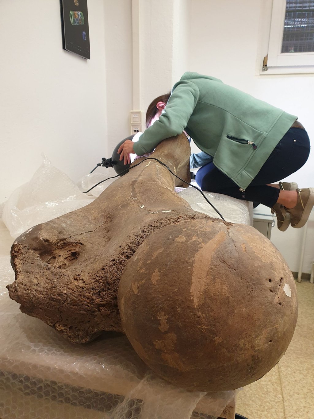 Prof. Dr. Sabine Gaudzinski-Windheuser untersucht den Oberschenkelknochen eines Waldelefanten (Palaeoloxodon antiquus).