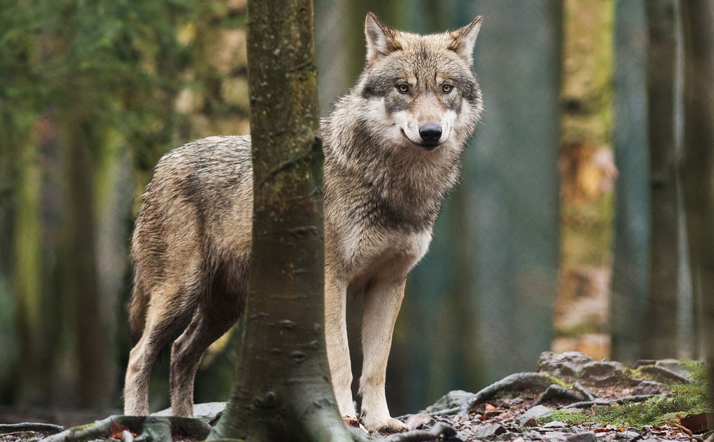Der Wolf ist nun gänzlich in den Wäldern um Haldensleben angekommen. Er hat sich bereits nahe von Wohngebieten blicken lassen, wie Jäger aus Stadt und Ortsteilen berichten.
