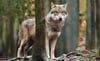 Der Wolf ist nun gänzlich in den Wäldern um Haldensleben angekommen. Er hat sich bereits nahe von Wohngebieten blicken lassen, wie Jäger aus Stadt und Ortsteilen berichten. 