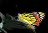 Der Delias eucharis Schmetterling ist ein Beispiel für eine unzureichend vertretene Insektenart in Schutzgebieten.