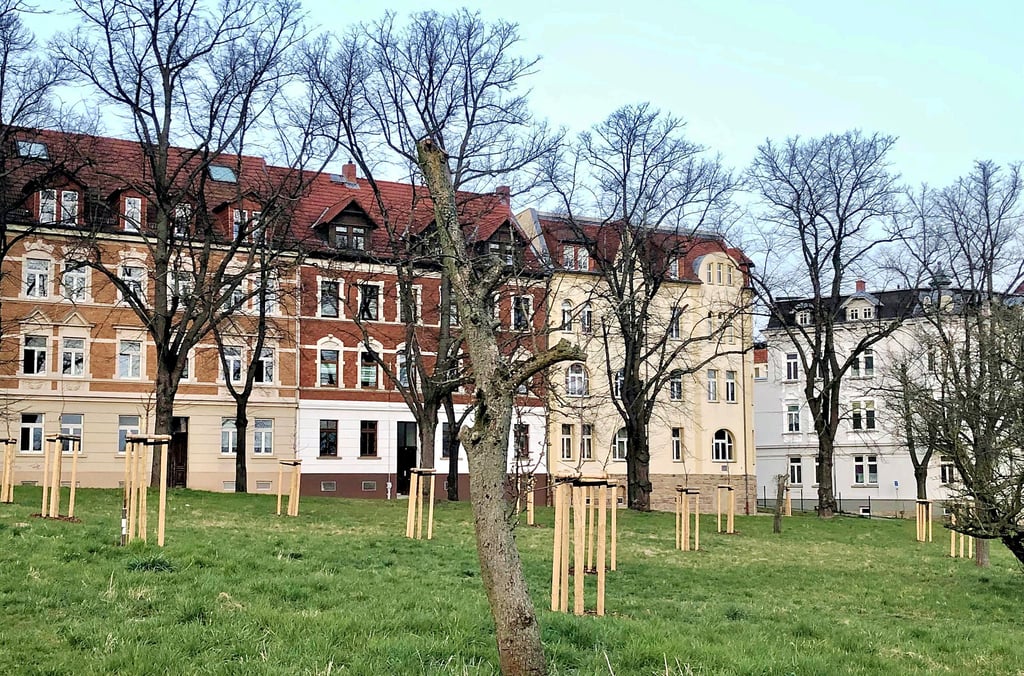Auf der Obstplantage an der Röntgenstraße in Zeitz stehen neben alten Bäumen viele – als Ersatz – neu gepflanzte.
