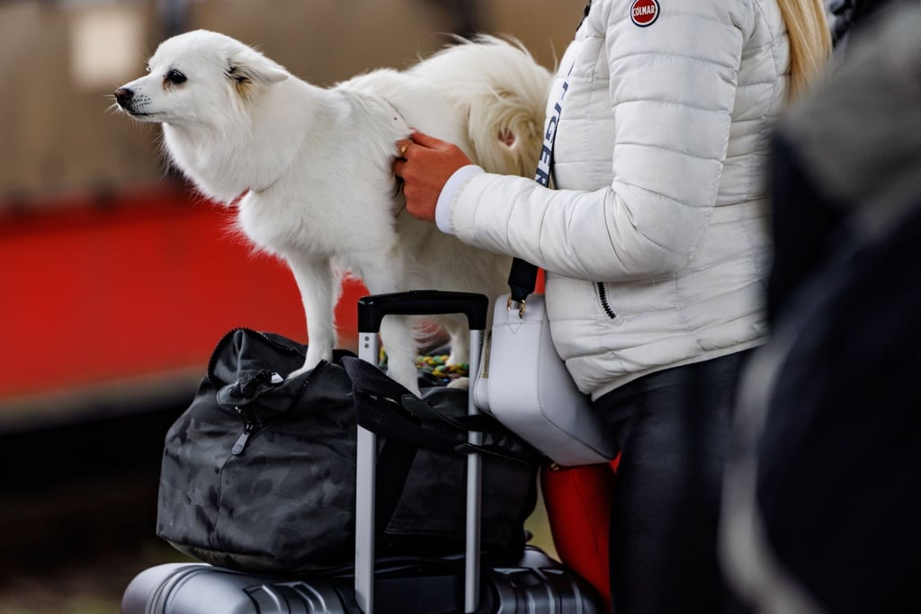 Für größere Hunde wird die Hälfte des Fahrpreises eines normalen Tickets fällig.