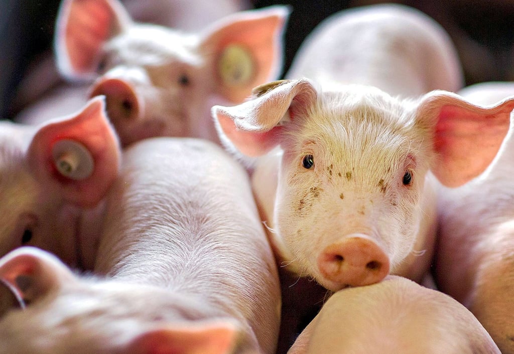 Mehr als 45000 Ferkel sollen perspektivisch in Wasmerslage stehen. Der Umbau der Ställe hat aber noch nicht begonnen.