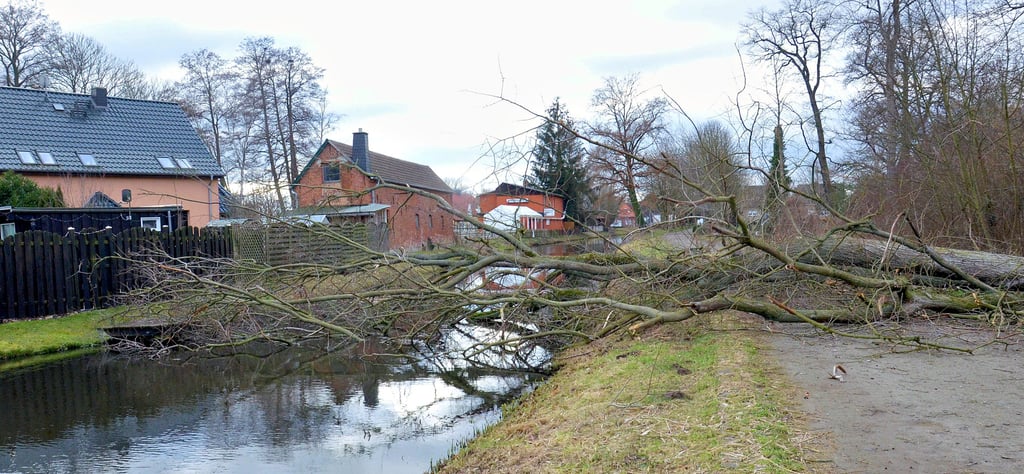 Dieser umgestürzte Baum im Kurpark Kalbe blockiert einen Weg und staut die Milde auf.