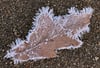 Der Nachtfrost hat Eiskristalle auf einem Blatt einer Eiche entstehen lassen.