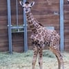 Am Montagmorgen ist im Zoo Leipzig ein Giraffen-Mädchen zur Welt gekommen.