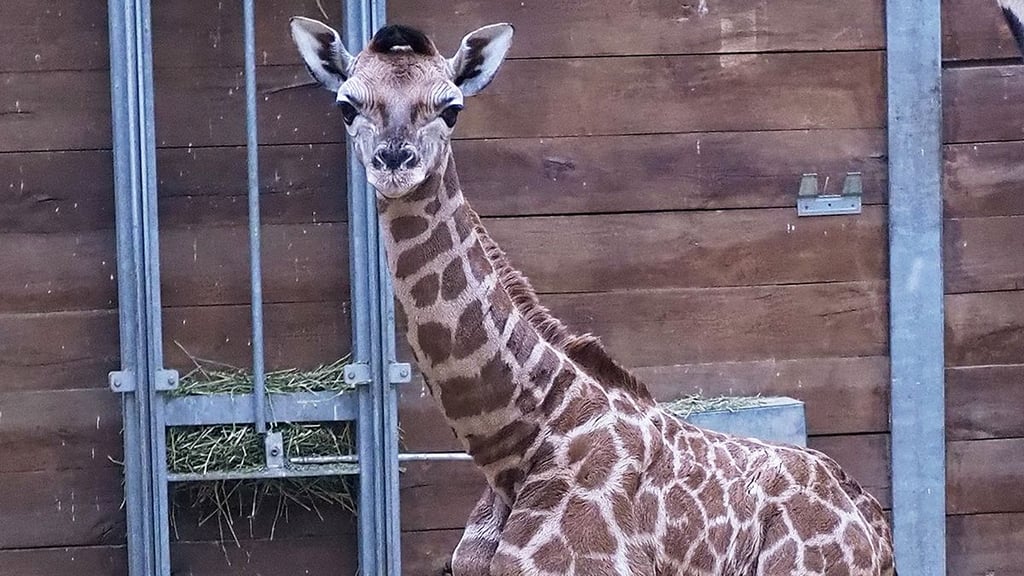 Am Montagmorgen ist im Zoo Leipzig ein Giraffen-Mädchen zur Welt gekommen.
