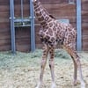 Am Montagmorgen ist im Zoo Leipzig ein Giraffen-Mädchen zur Welt gekommen.