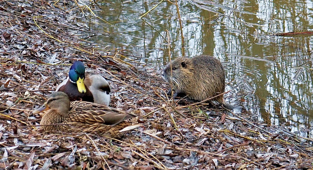 Der Nutria will offenbar mit den Enten anbändeln. Am Ohreufer in Wolmirstedt herrscht reges tierisches Treiben.