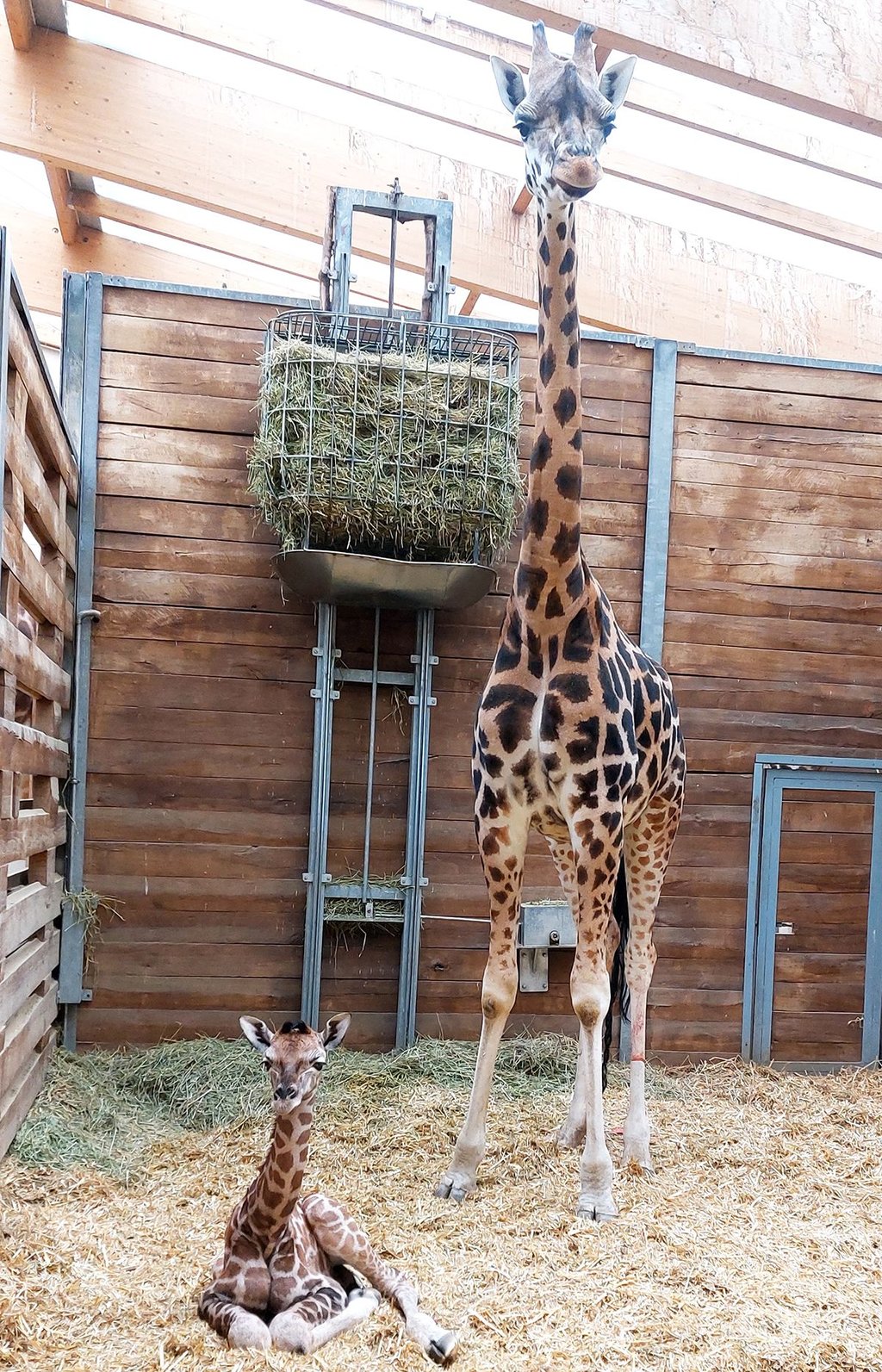 Giraffen-Mutter Sipiwe mit dem noch namenlosen Nachwuchs.