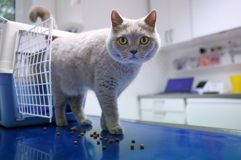 Bevor die neue Gebührenordnung für Tierärzte am 22. November in Kraft tritt, denkt so mancher über eine Tierkrankenversicherung nach.