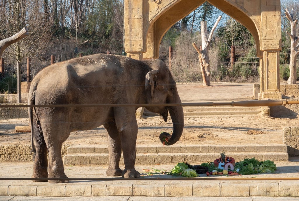 Tierpfleger schenken der Elefantenkuh Indra im Zoo Hannover eine Torte zum 50. Geburtstag.
