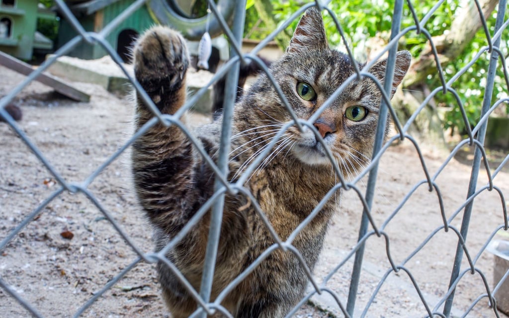 Eine Katze schaut aus einem Außengehege im Tierheim.