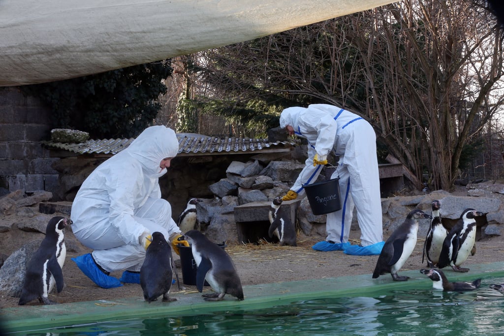 Die Pinguine dürfen bereits wieder raus. Gefüttert werden sie allerdings weiter von Mitarbeitern, die Schutzausrüstung tragen.