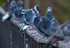 Tauben sitzen auf einem Brückengeländer.