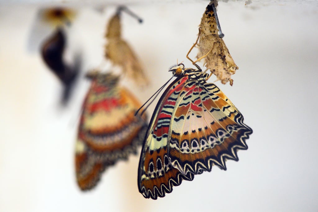 Sonnige Vormittage sind der beste Zeitpunkt um Schmetterlinge zu beobachten, da die Insekten dann am aktivsten sind. In den Ferien zeigt das Schmetterlingshaus für sie Besucher besonders viele bunte Schmetterlinge. Derzeit können 25 verschiedene Arten von Schmetterlingen bewundert werden. In dem Schmettelingshaus im Magdeburger Elbauenpark herrscht eine Raummitteltemperatur von 28 Grad Celsius.