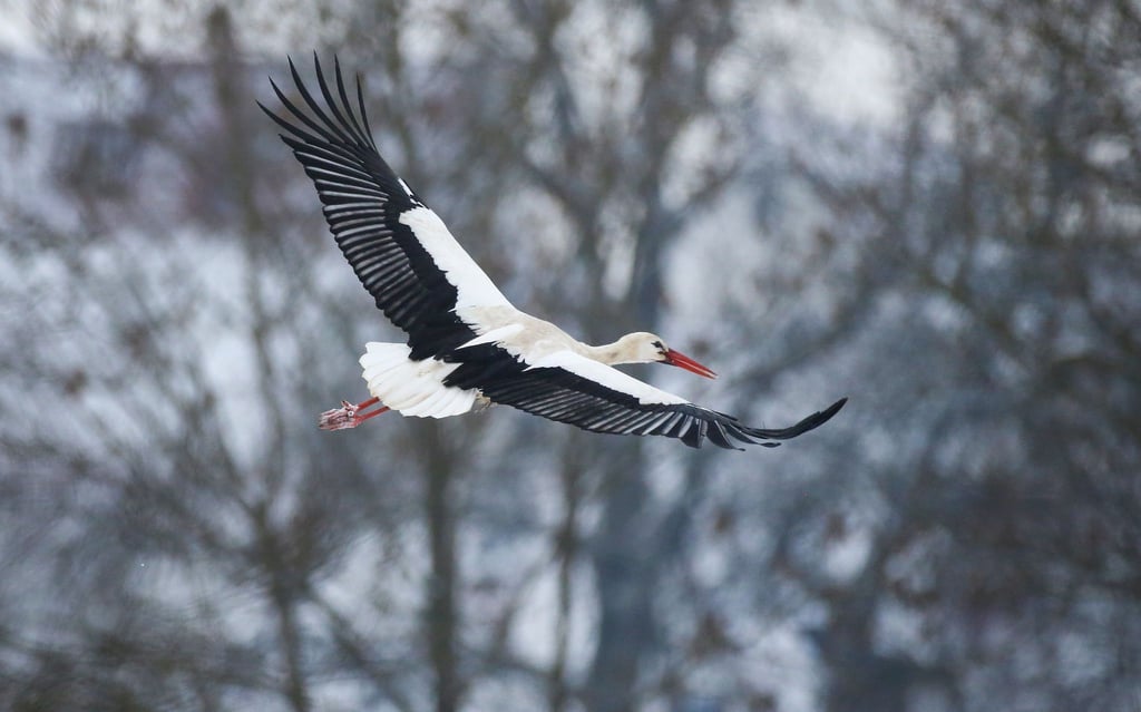 Ein Storch fliegt an mit Schnee bedeckten Bäumen vorbei.