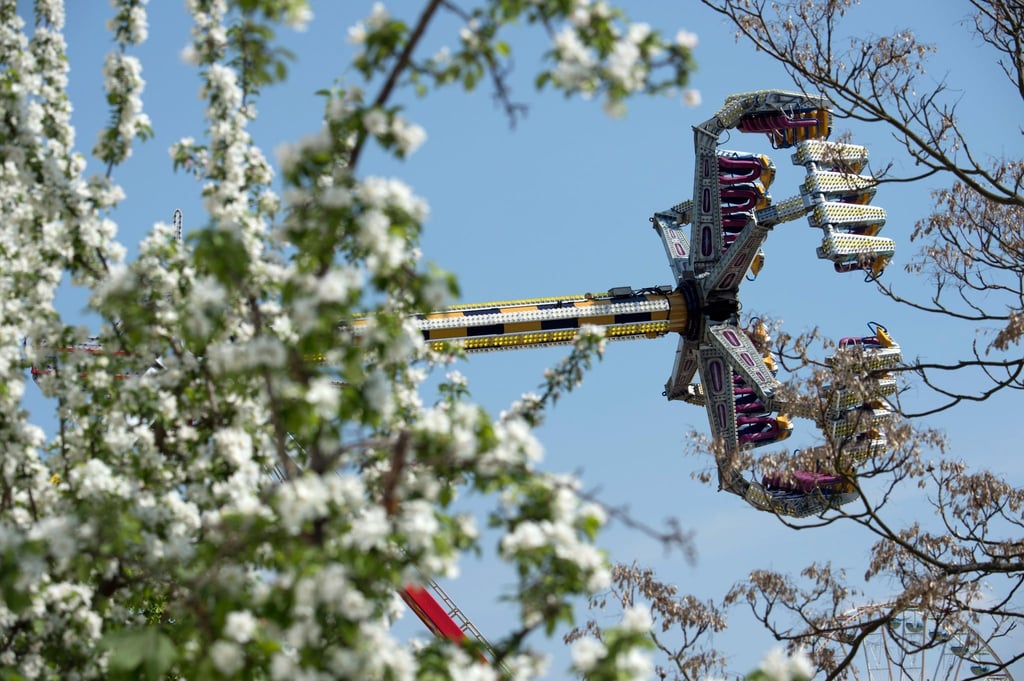 Ein Fahrgeschäft ist auf dem Baumblütenfest 2019 hinter einem blühenden Baum in Betrieb.