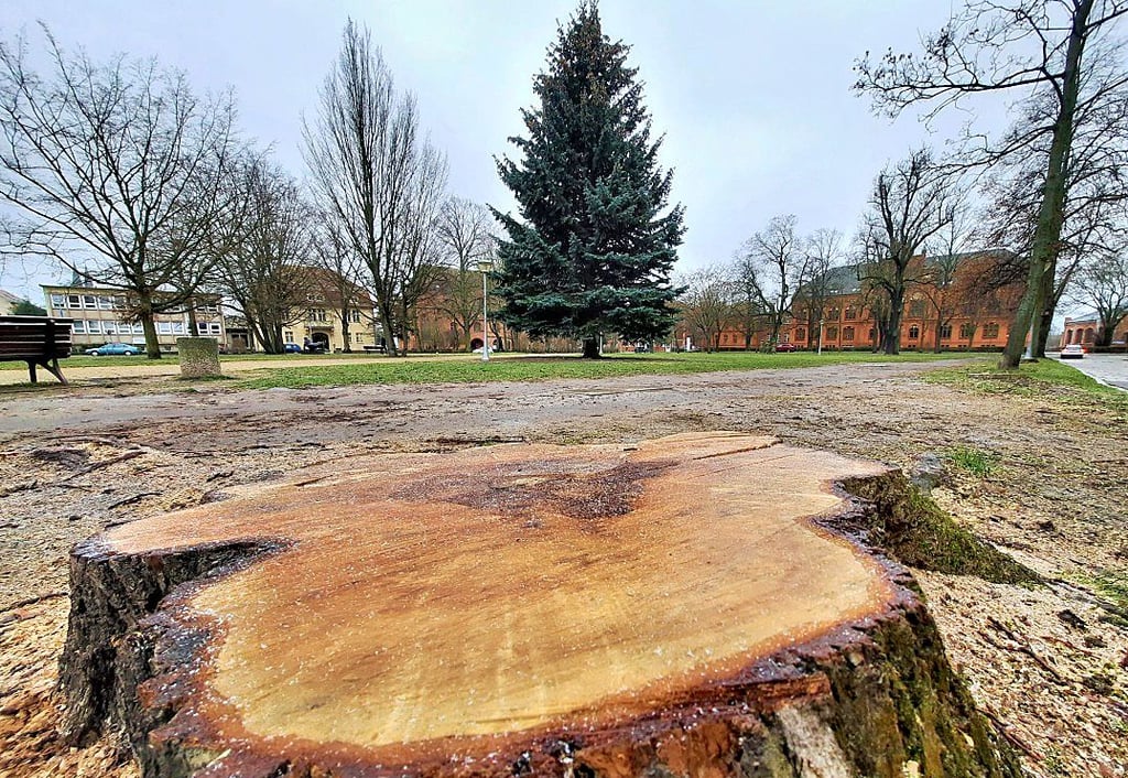 Mönchskirchhof in Stendal: Für die Straßensanierung wurden bereits Bäume gefällt. Die Platzgestaltung steht auf der Kippe.