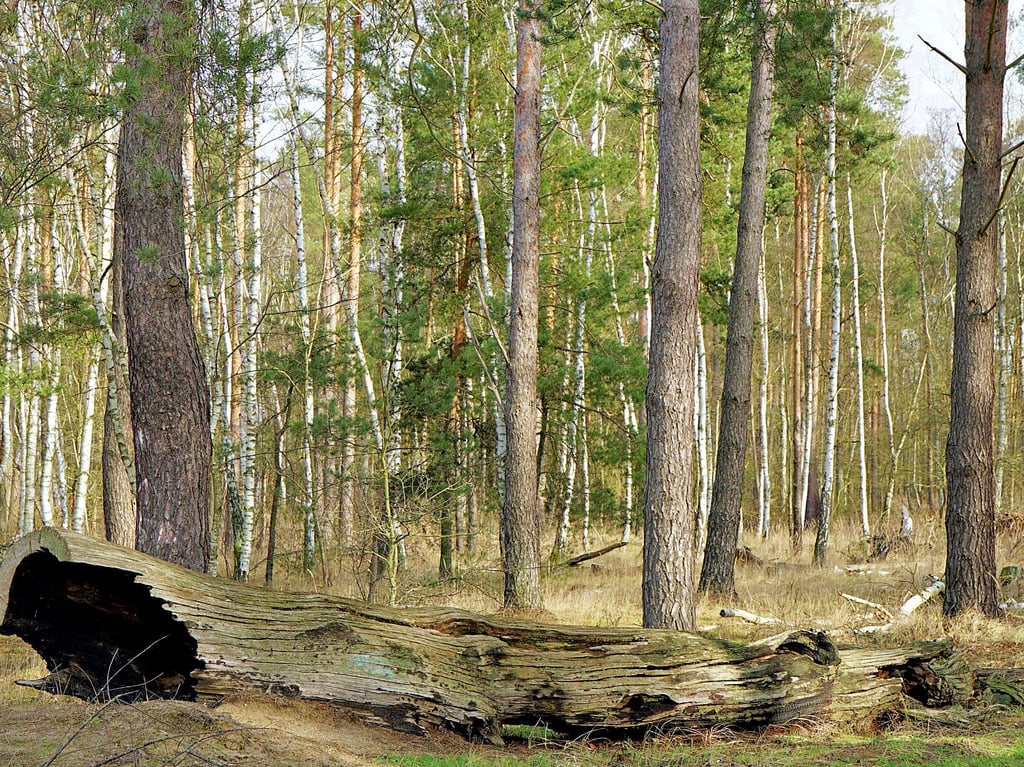 Auf dem Truppenübungsplatz in der Colbitz-Letzlinger heride haben sich Kiefern und Birken angesiedelt. "Eichenleichen" dienen über 1000 Käferarten.
