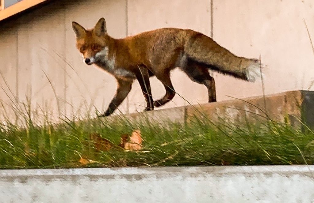 Wildtiere sehen die Mitarbeiter von Hermes Fulfilment in Haldensleben ständig auf ihrem Betriebsgelände. Mit dem Handy wurden dort schon Fuchs, Waschbär, Ringelnatter, Rehe und viele Tiere mehr fotografiert.