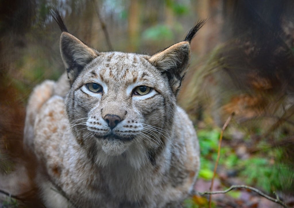 Die Auszeichnung „Luchs-Wald“ soll zum Schutz der Raubtiere motivieren und die Tiere wieder nach Thüringen locken.