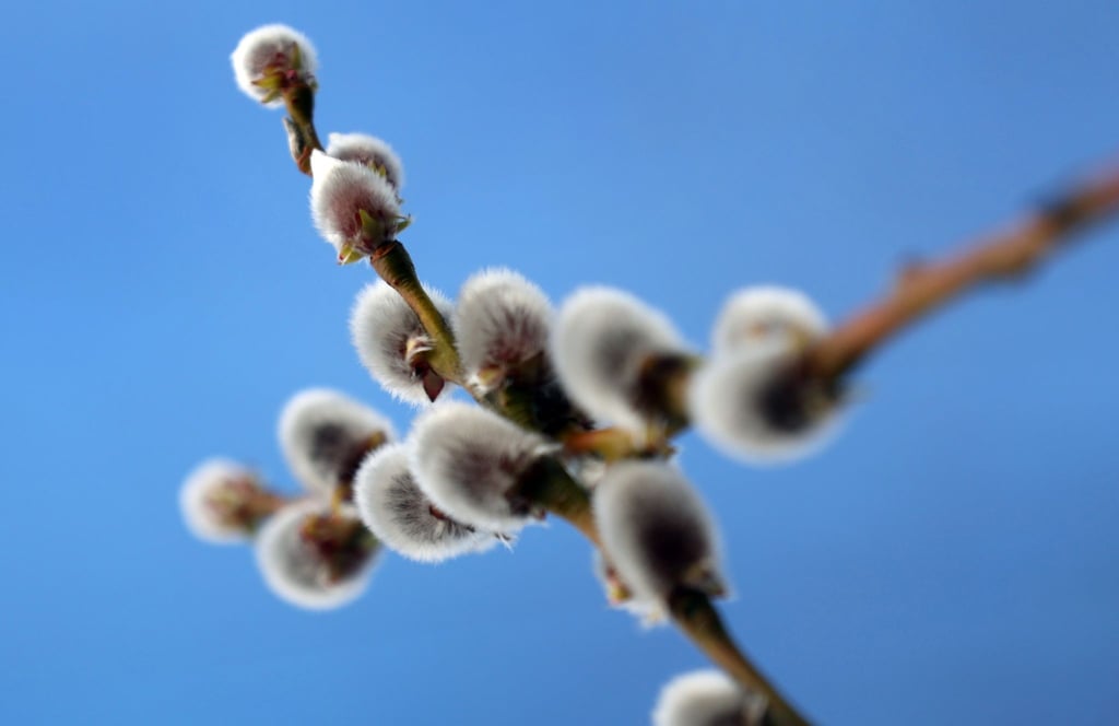 Palmkätzchen stehen vor blauem Himmel im Sonnenschein.