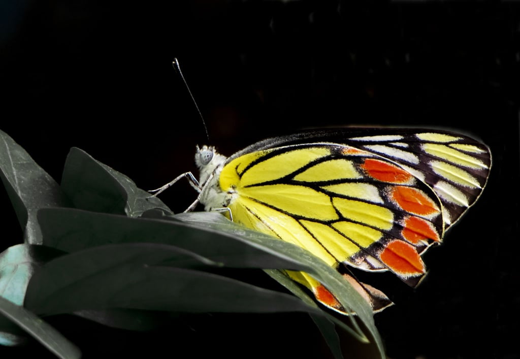 Auch der Delias eucharis Schmetterling ist nicht ausreichend geschützt.