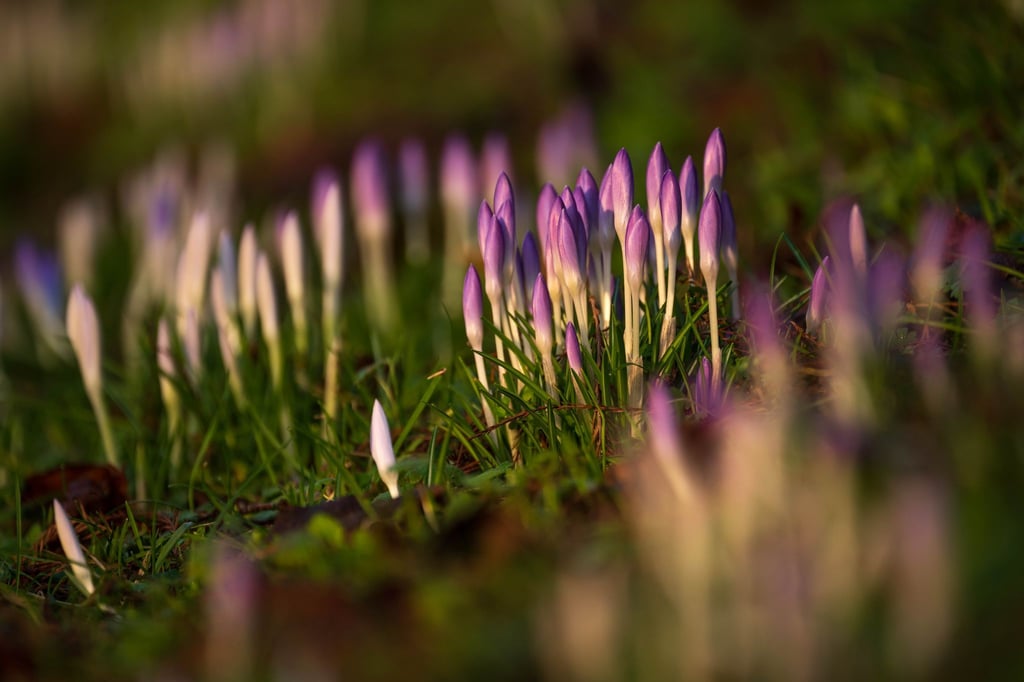 Krokusse wachsen in den Wallanlagen.