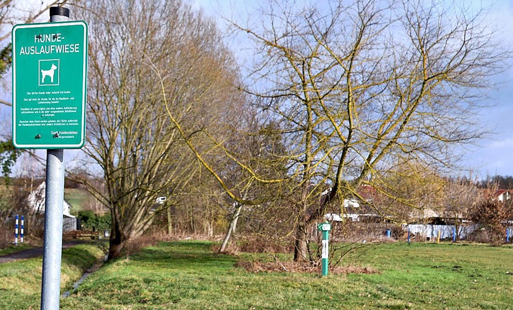 Das Einzäunen und Unterhalten dieser Hundewiese wäre zu teuer, sagt die Haldensleber Stadtverwaltung.