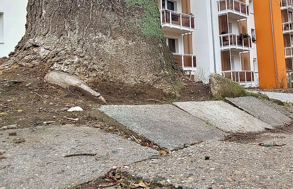 Die Bäume am Hohen Weg heben die Platten des Fußweges hoch. Aus diesem Grund sollen sie gefällt werden.