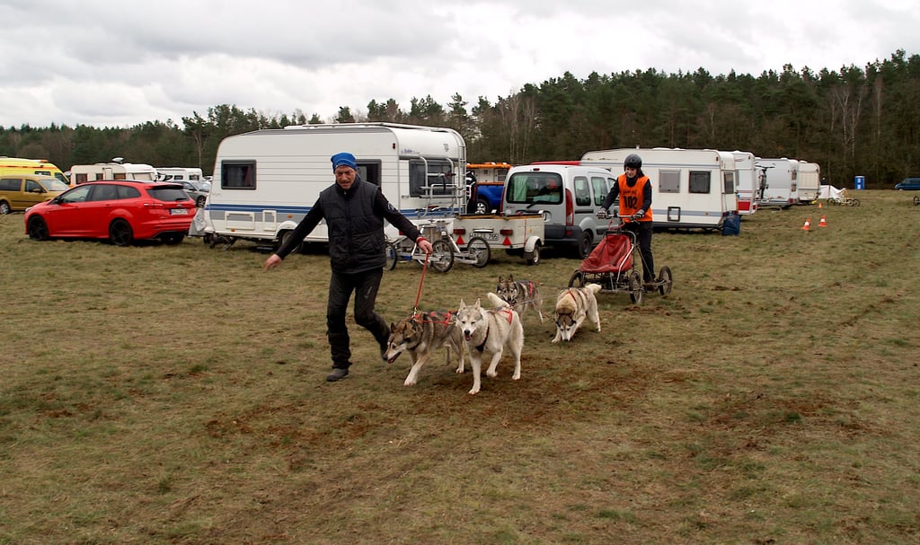 Bis zu 70 Gespanne mit etwa 240 Schlittenhunden gehen am 11./12. März auf die zirka sechs Kilometer lange Rennstrecke.