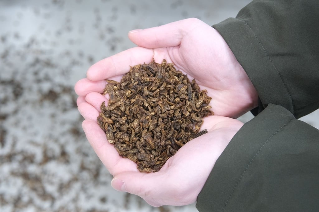 Ernährung Fliegenzüchter Keine Alternative zum InsektenEssen