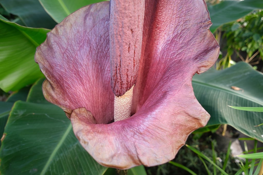 Eine der größten Blüten der Welt, eine Teufelszunge, ist derzeit im Leipziger Schulbiologiezentrum zu sehen.