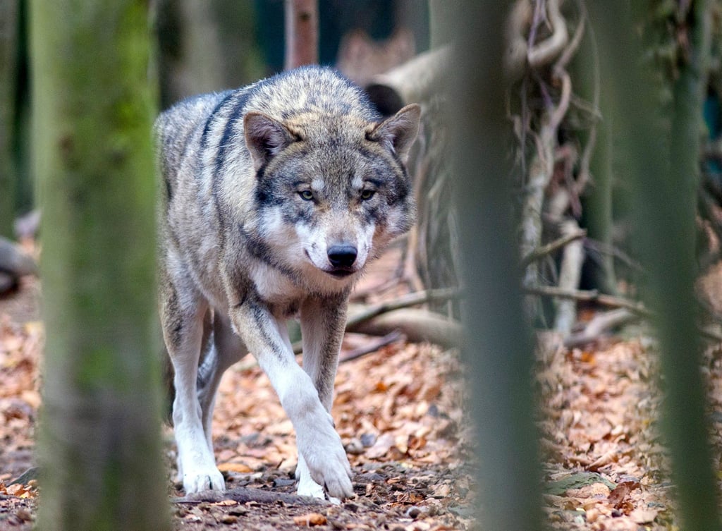 Ist für einen Nutztierriss in Hottendorf (Gardelegen) ein Wolf verantwortlich. Der Ort liegt im das Rudelterritorium Colbitz-Letzlinger Heide.