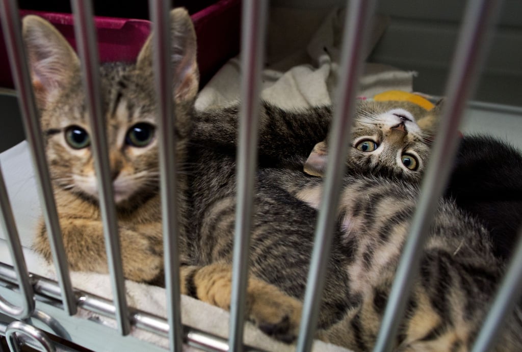 Katzenbabys, die in einem Pappkarton an einem Supermarkt-Mülleimer gefunden wurden, liegen in der Quarantänestation vom Katzenhaus im Tierheim in Hannover.