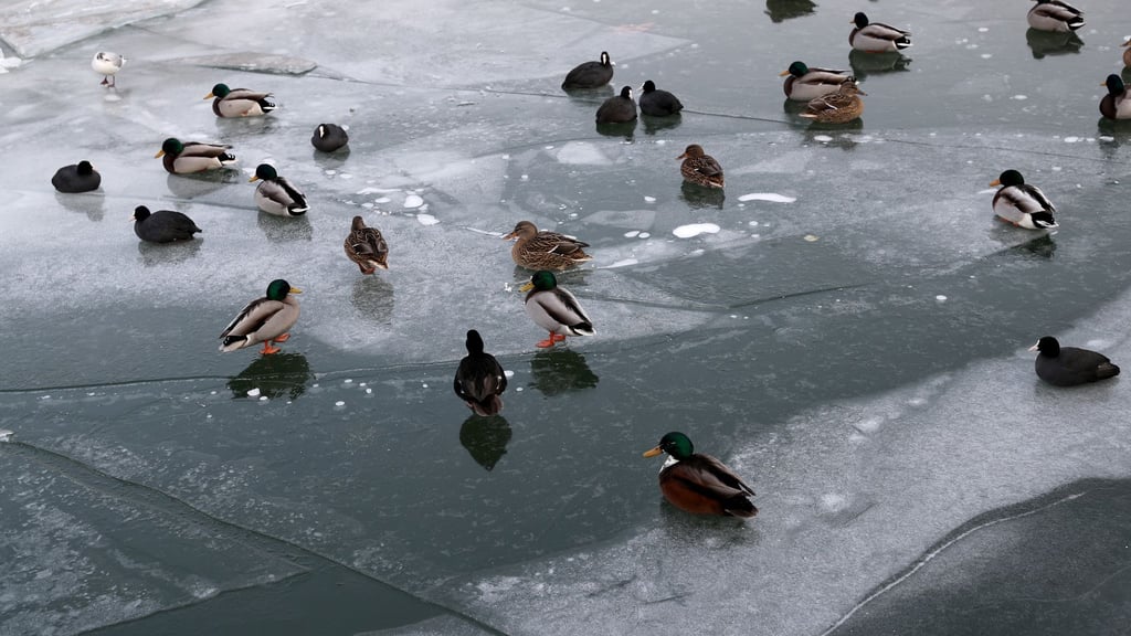 Why don’t ducks freeze on ice in winter?