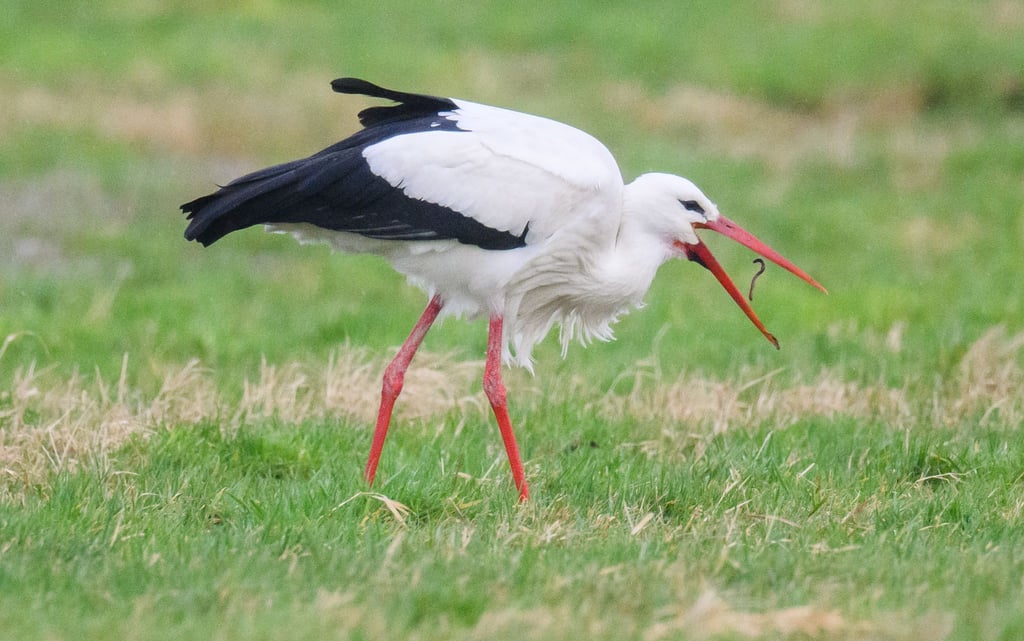Storch „Fridolin“ schnappt mit seinem Schnabel nach einem dicken Regenwurm.