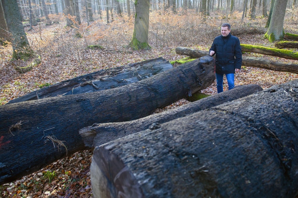 Sachsen-Anhalts Forstminister Sven Schulze steht neben den Stämmen einer 2500 Jahre alten Mooreiche.